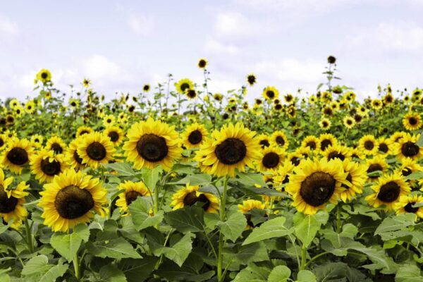 Helianthus annuus (Sunflower) Cutting Gold - Afbeelding 3