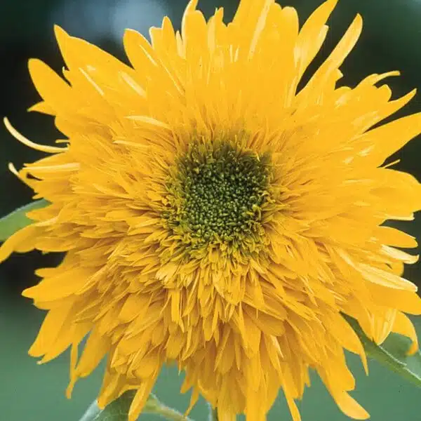 Helianthus annuus F1 (Sonnenblume) Double Quick