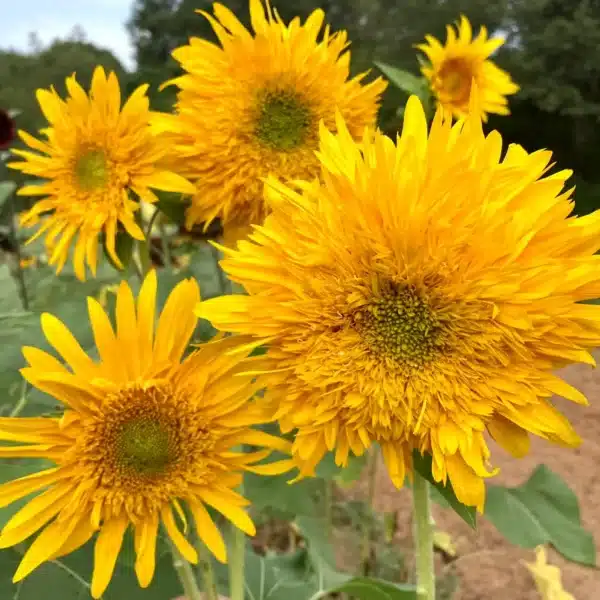 Helianthus annuus F1 (Sonnenblume) Double Quick - Bild 2