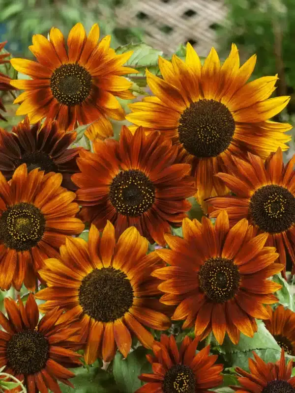 Helianthus annuus (Сланечнік) Earthwalker