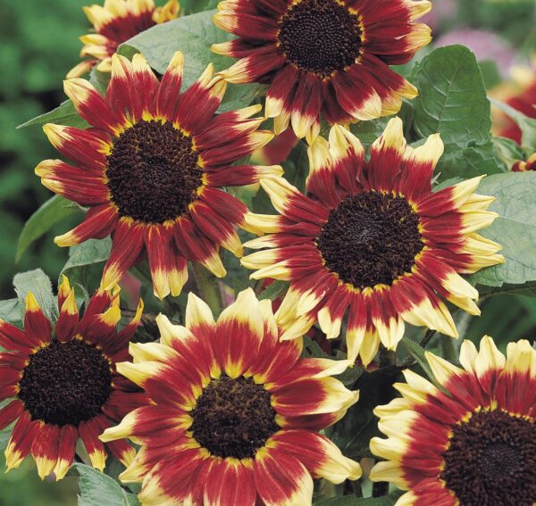 Helianthus annuus (Сланечнік) Фларэнцыя - Выява 2