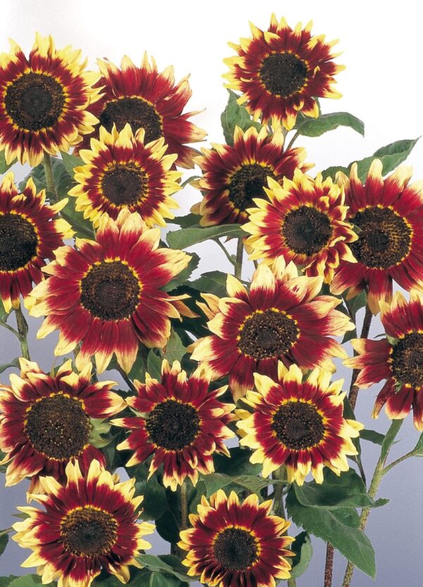 Helianthus annuus (Сланечнік) Фларэнцыя - Выява 3