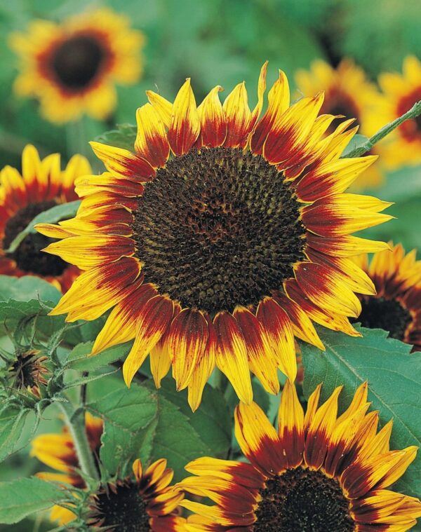 Helianthus annuus (Сланечнік) Фларыстан - Выява 3