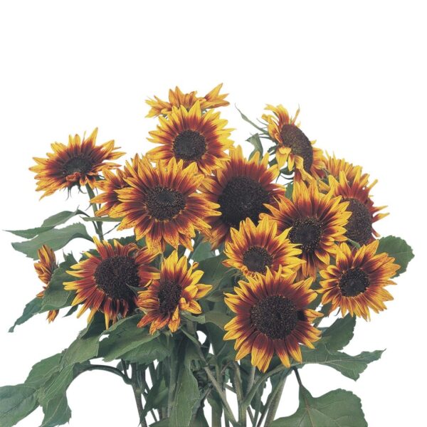 Helianthus annuus (Сланечнік) Фларыстан - Выява 2