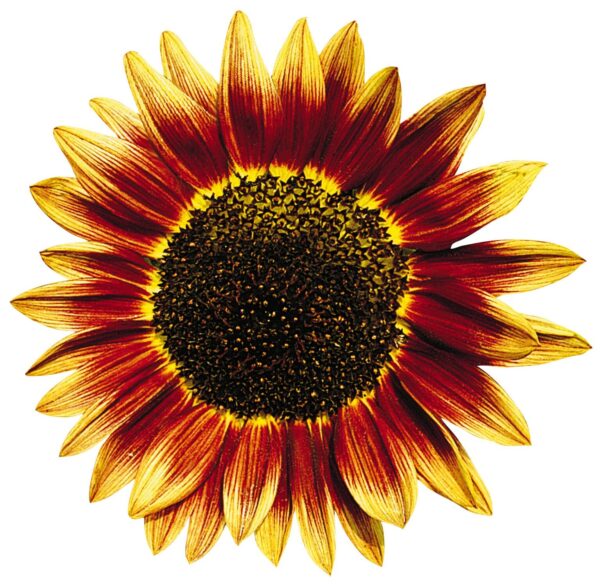 Helianthus annuus (Сланечнік) Фларыстан