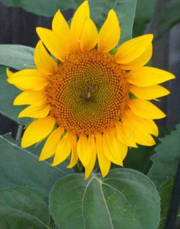 Helianthus annuus (Сланечнік) Залатая жывая агароджа - Выява 2
