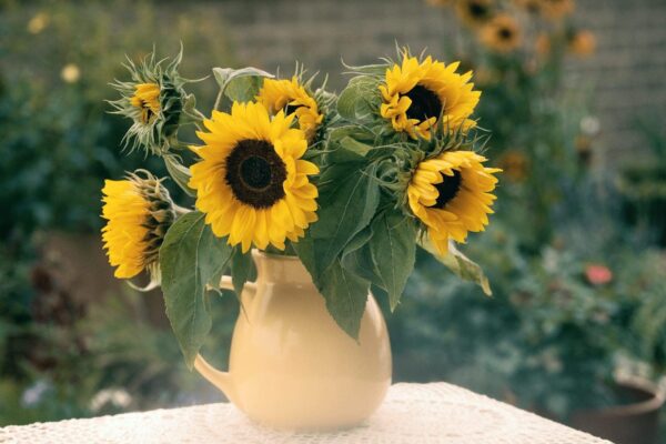 Helianthus annuus (Sunflower) Holiday - Afbeelding 2