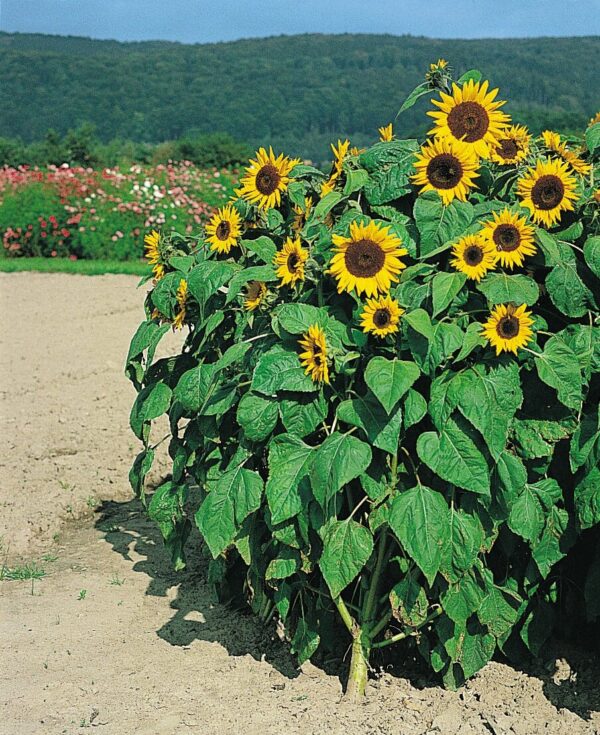 Helianthus annuus (Sunflower) Holiday - Afbeelding 3
