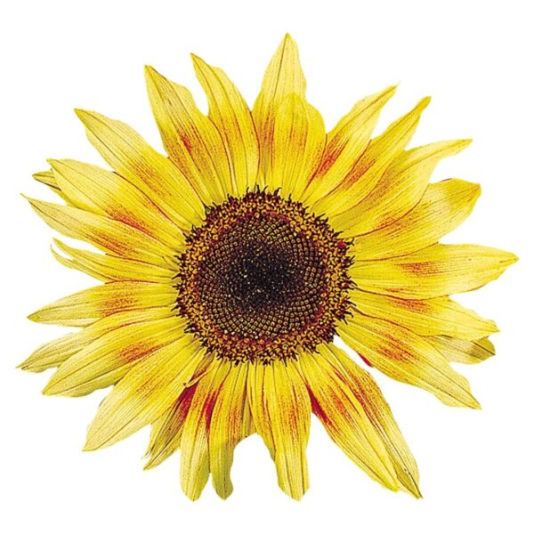 Helianthus annuus (Sunflower) Musicbox - Afbeelding 2