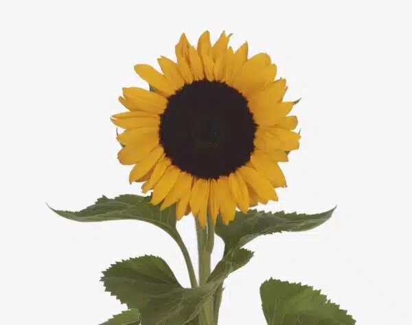 Helianthus annuus F1 (Sunflower) QIS Orange