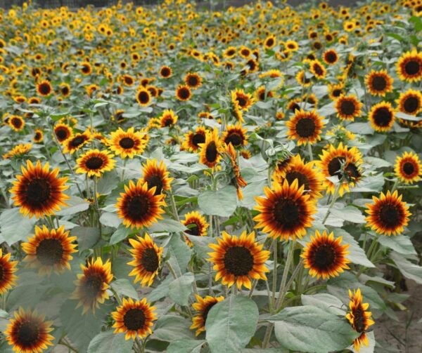 Helianthus annuus (сланечнік) Вогненнае кольца - выява 4