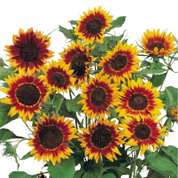 Helianthus annuus (Сланечнік) Вогненнае кольца - выява 2