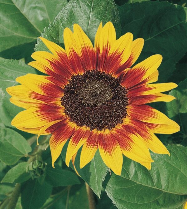 Helianthus annuus (Сланечнік) Вогненнае кольца - выява 3