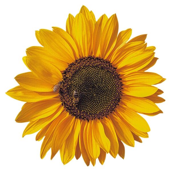 Helianthus annuus (Sunflower) Sonja® - Afbeelding 3