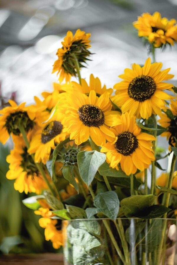 Helianthus annuus (Sunflower) Sonja® - Afbeelding 2