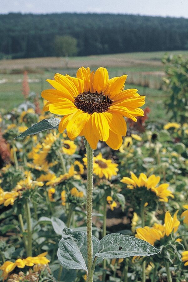 Helianthus annuus (Solros) Soraya - Bild 3