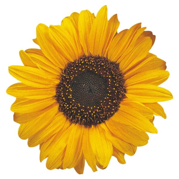 Helianthus annuus (Solros) Soraya