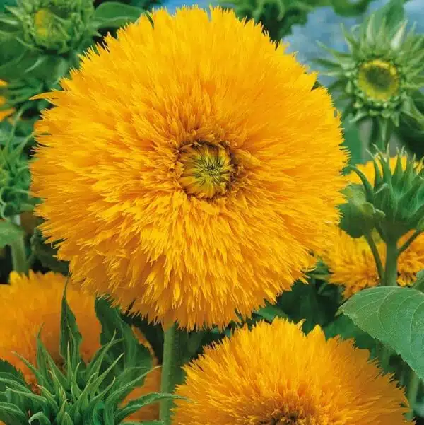 Helianthus annuus (Сланечнік) Sungold