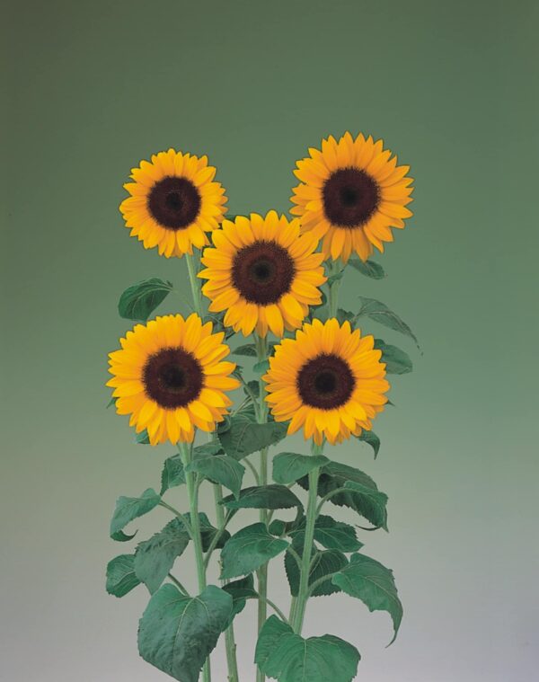 Helianthus annuus F1 (Sunflower) Sunrich Summer Orange - Image 2