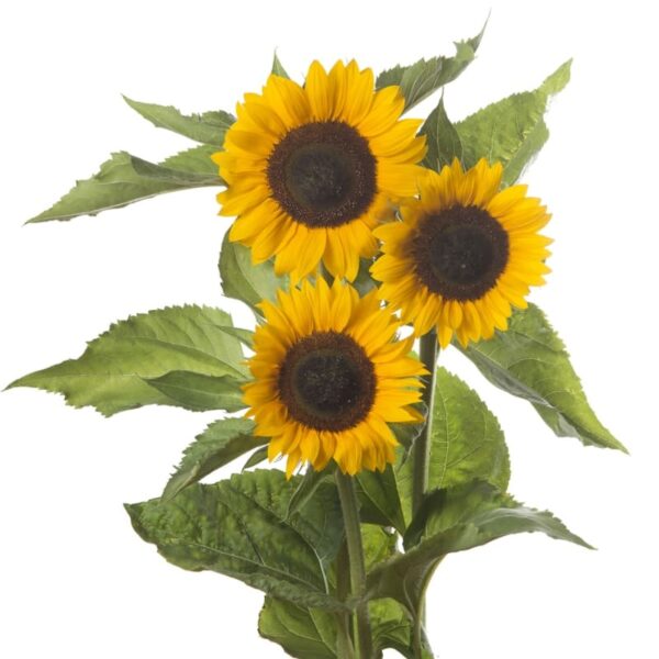 Helianthus annuus F1 (Sunflower) Sunrich Summer Orange - Image 3