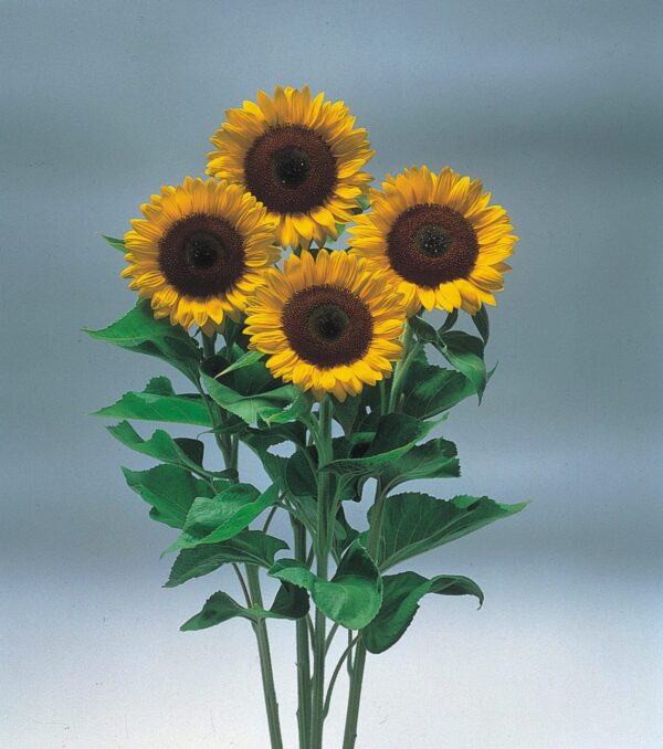 Helianthus annuus F1 (Sunflower) Sunrich Orange