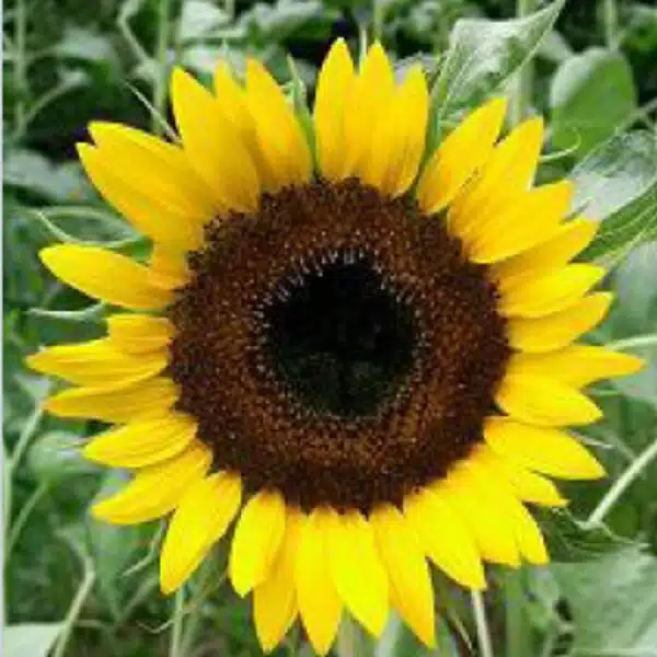 Helianthus annuus (Sunflower) Taiyo BIO