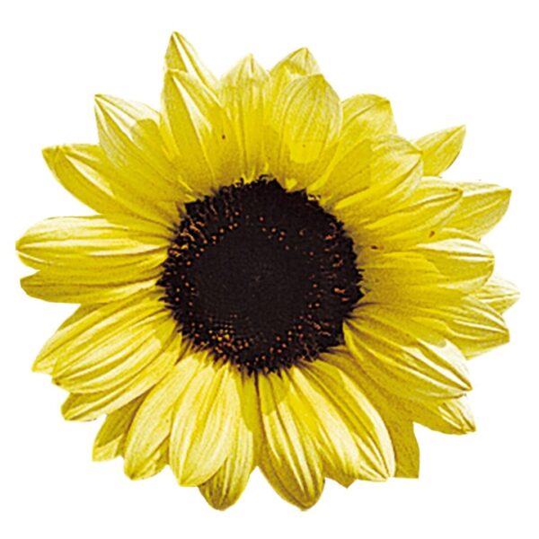 Helianthus annuus (Сланечнік) Валянціна