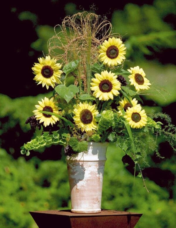 Helianthus annuus (Sunflower) Valentine - Малюнак 3