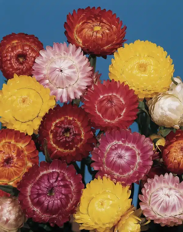 Helichrysum bracteatum Formule mélange