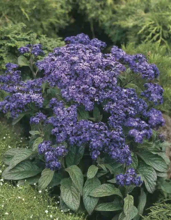 Heliotropium arborescens Marine - Малюнак 3