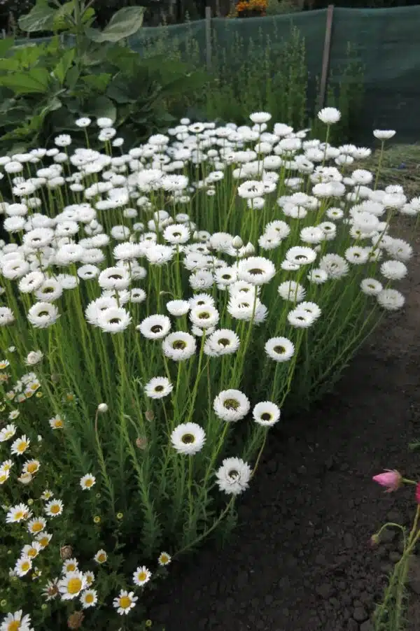 Helipterum roseum (Acroclinium) Pierrot Blanco - Imagen 4