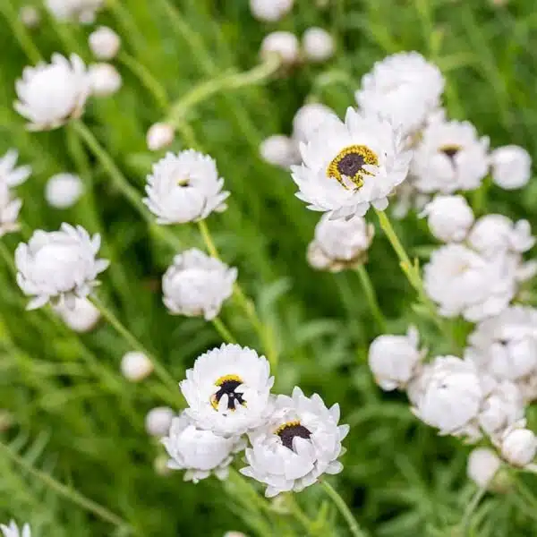 Helipterum roseum (Acroclinium) Pierrot Blanco - Imagen 2
