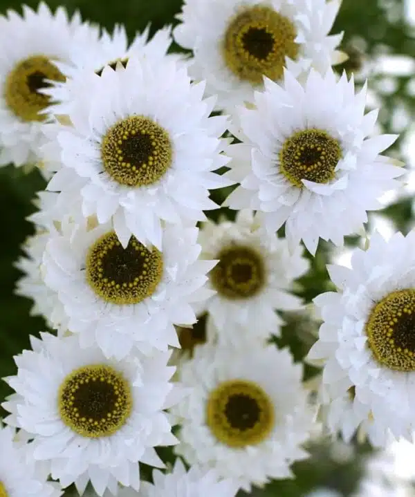 Helipterum roseum (Acroclinium) Pierrot Blanco