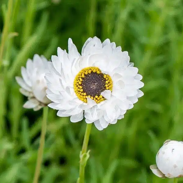 Helipterum roseum (Acroclinium) Pierrot Blanco - Imagen 3