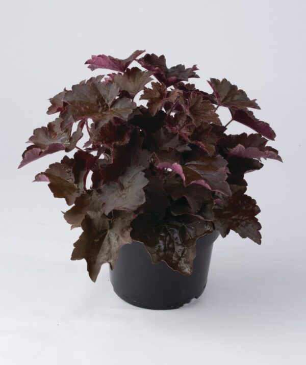 Heuchera micrantha Palace Purple