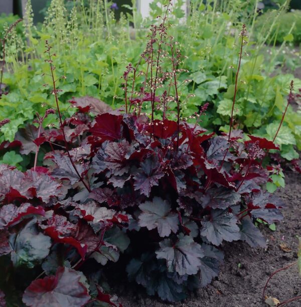 Heuchera micrantha Palace Purple - Afbeelding 2