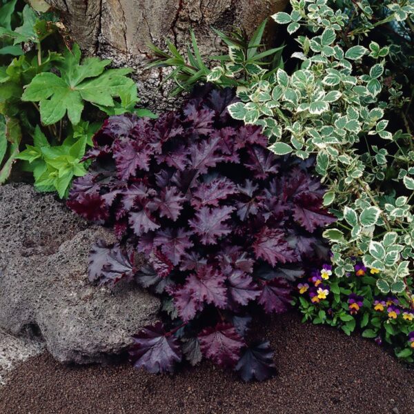 Heuchera micrantha Palace Purple - Afbeelding 3