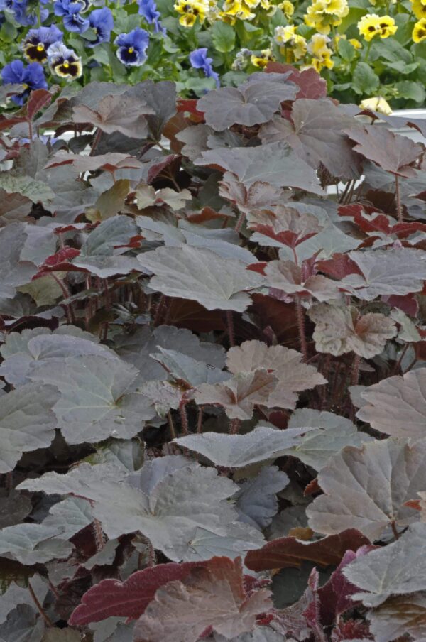 Heuchera micrantha Palace Purple - Afbeelding 4