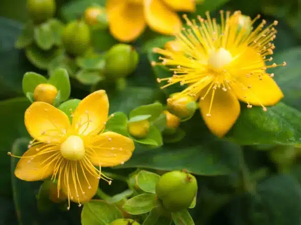 Hypericum perforatum (St. John's wort) BIO - Afbeelding 2
