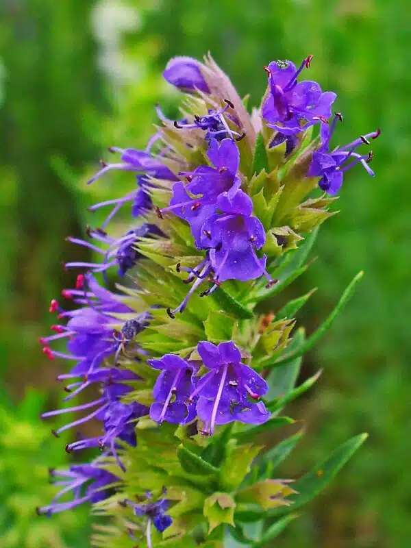 Hyssopus officinalis (Hyssop)