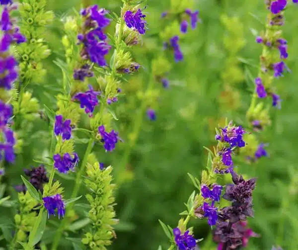 Hyssopus officinalis (Hyssop) - Image 2