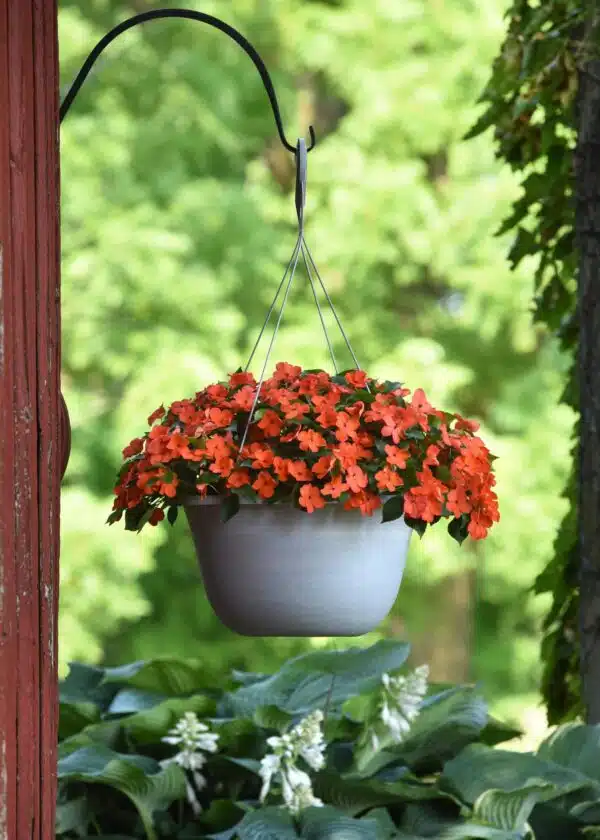 Impatiens walleriana Beacon® Coral - Afbeelding 3
