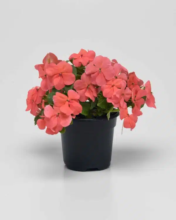 Impatiens walleriana Beacon® Coral - Afbeelding 4