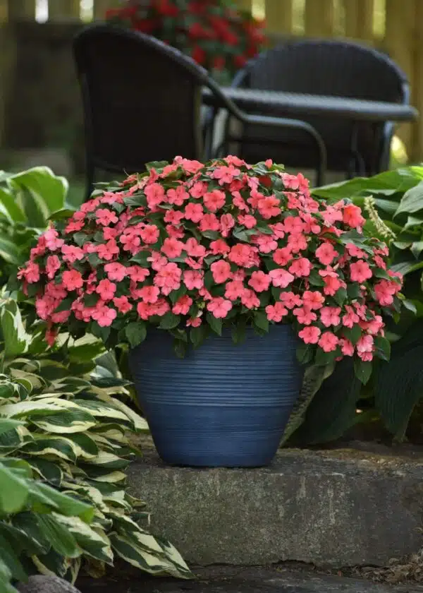 Impatiens walleriana Beacon® Coral - Afbeelding 2