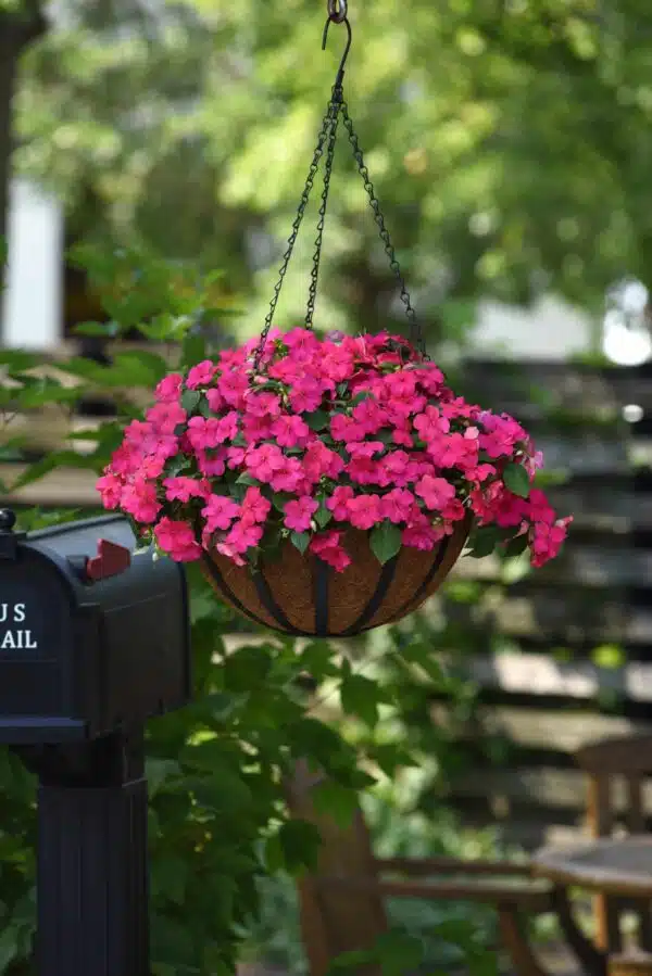 Бальзаміннік Валерыяна (Impatiens walleriana Beacon® Rose) - выява 5