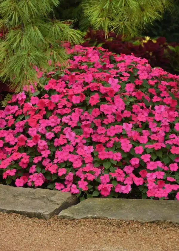 Бальзаміннік Валерыяна (Impatiens walleriana Beacon® Rose) - выява 4