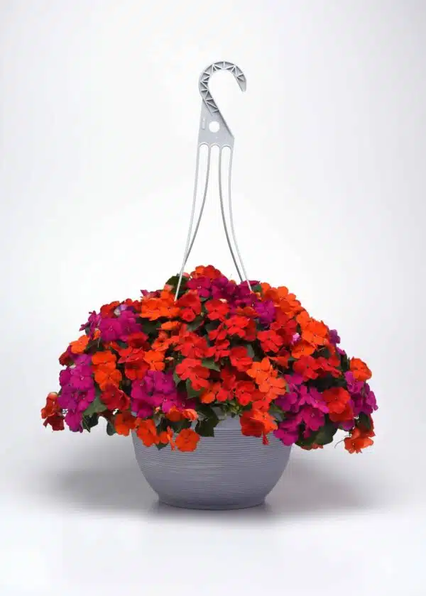 Impatiens walleriana Beacon® Bright Red - Afbeelding 2