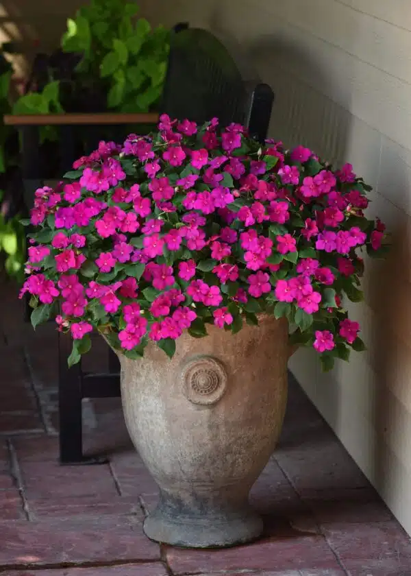 Impatiens walleriana Beacon® Violet Shades - Afbeelding 4