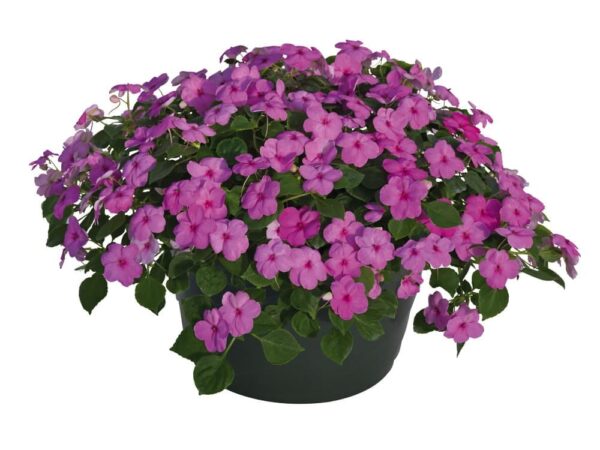 Impatiens walleriana F₁ Lollipop Bubblegum (Pink) - Afbeelding 2