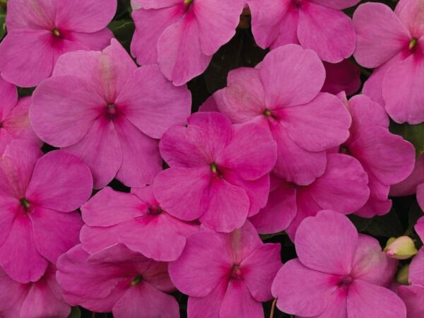 Impatiens walleriana F₁ Lollipop Bubblegum (Pink) - Afbeelding 4